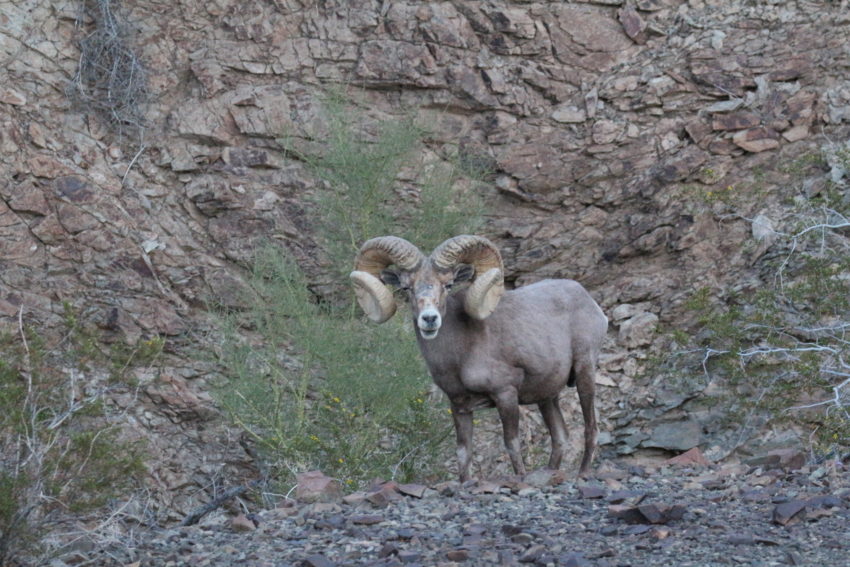 2016 Arizona Desert Bighorn Sheep Auction Ram Jay Scott Outdoors
